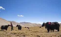 Araştırma: Antik Tibetliler 2.500 yıl önce yak-sığır melezi üretmiş