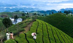 Çin'in Hubei eyaletindeki çay tarlası turistlerin ilgi odağı oldu