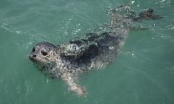 Çin kurtarılan ve rehabilite edilen 23 benekli foku okyanusa geri bıraktı