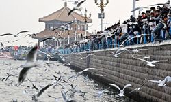Çin'in sahil kenti Qingdao'da kışlayan martılar, turistlerin ilgi odağı oldu