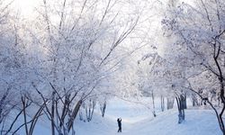 Çin'in Harbin kentinde kırağı kaplı ağaçlar göz alıcı manzaralar oluşturdu