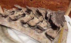 Paleontologlar: Çin'de bulunan 90 milyon yıllık kemik fosilleri yeni bir dinozor türüne ait