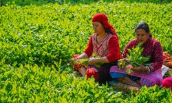 Nepal'de Maghe Sankranti festivali öncesinde çiftçiler ıspanak hasadı yapıyor