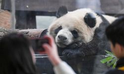 Çin'in Chongqing Belediyesi'ne getirilen dört dev panda halkla buluştu