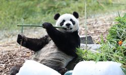 Üç panda Belçika'daki hayvan parkından Çin'e gidecek