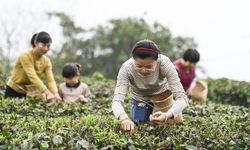 Çin'in Guangxi bölgesinde çay hasadı başladı