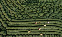 Ünlü Longjing çayının hasadı Doğu Çin'de başlıyor