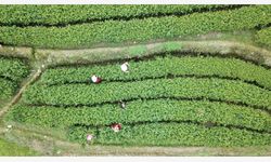 Çin'de siyah çayın merkezi Anhua'da hasat tüm hızıyla sürüyor