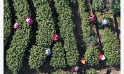 Çin'in ünlü Biluochun çayı için hasat zamanı başladı