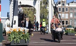 Amsterdam'daki Lale Festivali kente renk katıyor