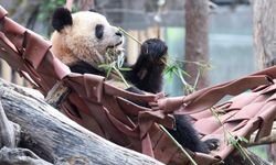 Çin, İspanya'ya bir çift panda gönderecek