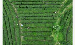 Çin'deki çay tarlalarında hasat yoğunluğu