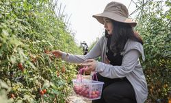 Çin'in güneyinde çeri domates toplama festivali düzenlendi