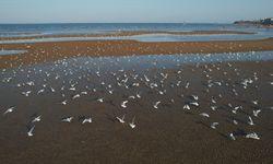 Göçmen kuşlar Çin'in Beidaihe bölgesinde dinlenme molası veriyor