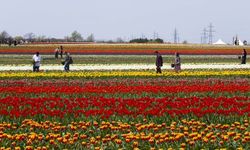 Kanada'daki lale çiftliği turistlerin gözdesi oldu