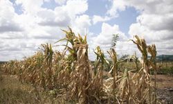 Zimbabve'de kuraklık nedeniyle afet durumu ilan edildi