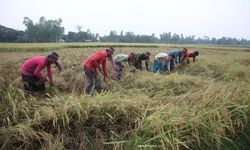 Bangladeş'te verimli geçen çeltik hasadı çiftçileri sevindirdi