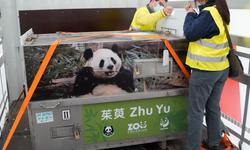 Çin'in gönderdiği dev panda çifti İspanya'ya ulaştı