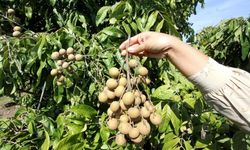 Endonezya'da longan meyvesi hasadı