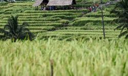 Endonezya'daki pirinç terasları turistler için cazibe noktasına dönüştü