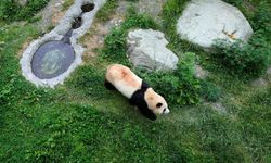 Güney Kore'de doğan ilk dev panda Çin'deki yeni evine uyum sağlamaya çalışıyor