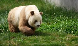 Nadir kahverengi dev panda türü Çin'in Shaanxi eyaletinde görüntülendi