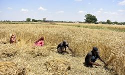 Pakistan'da çiftçiler buğday hasadıyla meşgul