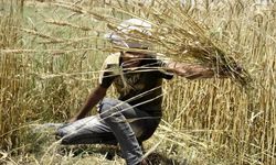 Pakistan'ın Lahor kentinde buğday hasadı başladı