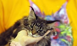 Romanya'daki kedi güzellik yarışmasına 200 kedi katıldı