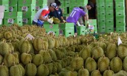 Tayland'da durian hasadı tüm hızıyla devam ediyor