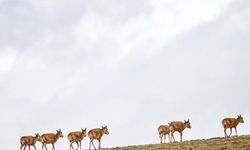 Tibet antiloplarının göç mevsiminde en yoğun sezon başladı