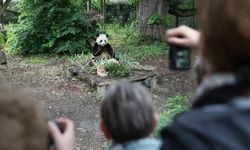 Belçikalılar dev panda Tian Bao'nun 8. doğum gününü kutladı