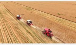 Çin'de buğday hasadı hummalı şekilde sürüyor