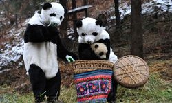 Çin'de dev panda nüfusu koruma politikaları sayesinde 1.900'e yaklaştı