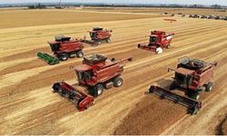 Çin'in ikinci en büyük buğday merkezi Shandong'da hummalı hasat sürüyor