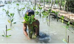 Endonezya'nın Romokalisari sahiline mangrov fidanları dikildi