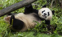 ABD'ye gönderilen dişi panda Xin Bao'dan ilk fotoğraf geldi