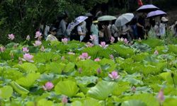 Çin'in başkenti Beijing'de açan nilüfer çiçekleri turistlerin gözdesi oldu