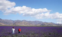 Çin'in Xinjiang bölgesinde turizm sektörü çiçek tarlası gezileriyle canlanıyor