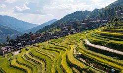 Çin'in Guizhou eyaletindeki teraslı tarlalarda çeltik hasadı başladı