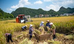 Çin'in Yunnan eyaletinde pirinç hasadı verimli geçiyor