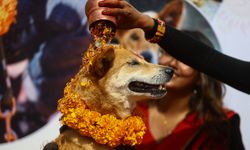 Nepal'de köpek festivali renkli görüntülere sahne oldu