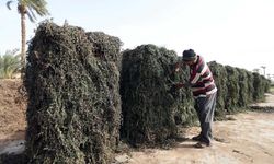 Mısır 100'den fazla ülkeye tıbbi ve aromatik bitki ihraç ediyor