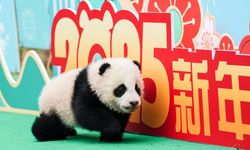 Çin'in Sichuan eyaletinde dev panda yavruları Bahar Bayramı'nı kutladı