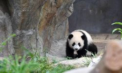 Çin'in Hong Kong bölgesinde doğan dev panda yavrularına Jia Jia ve De De isimleri verildi