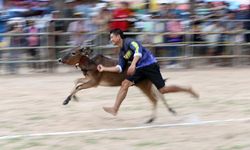 Tayland'da düzenlenen öküz arabası yarışı renkli görüntüler oluşturdu