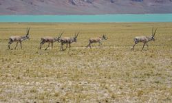 Tibet antilopları doğum yapmak için yıllık göçlerine başladı