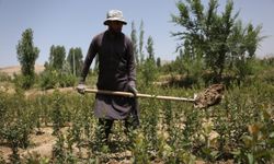 Afganistan hükümeti, çiftçilerin uyuşturucu ekimi ve ticaretini engellemek için alternatifler sunuyor