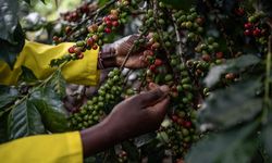 Bir acı kahve hikayesi: Afrika'nın sömürgecilikle mücadelesi