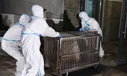 Japonya doğumlu 4 dev panda Çin'e ulaştı